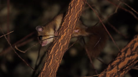 Edible-dormouse-on-a-branch-defecating-night-time-glis-glis-wild-life-animal